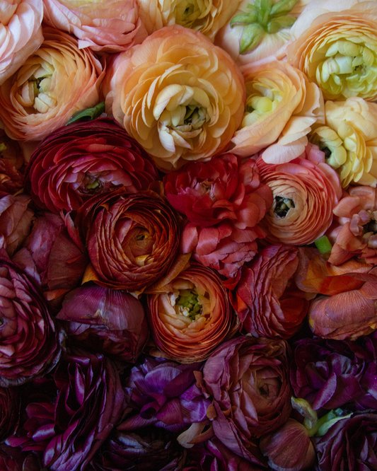 Ranunculus Bella Notte Mix