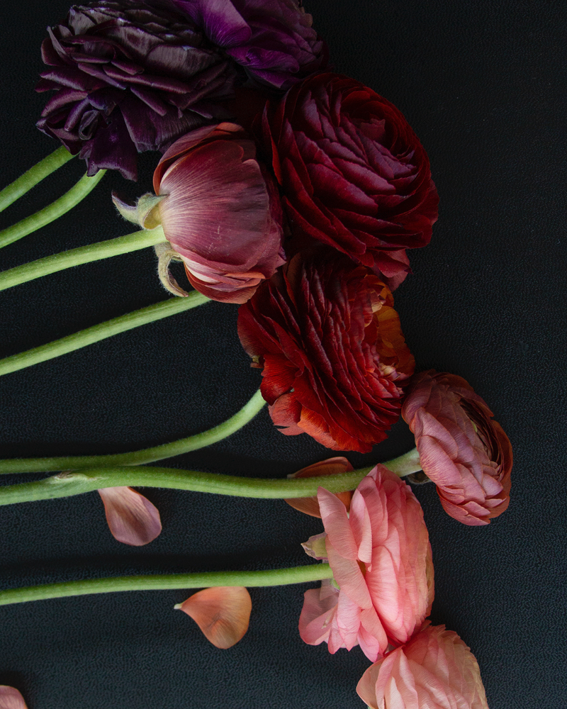 Ranunculus Bella Notte Mix