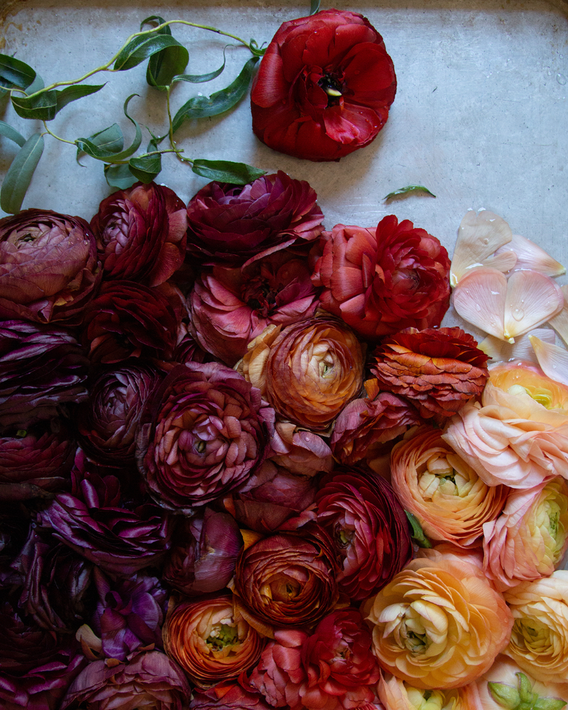 Ranunculus Bella Notte Mix