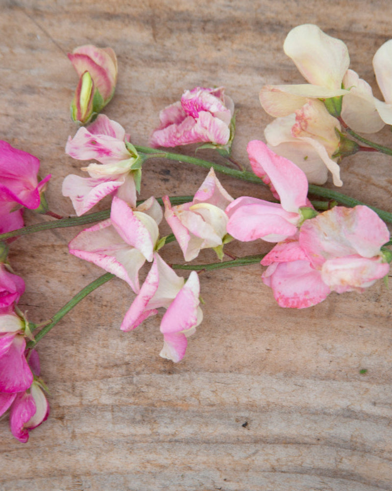 Sweet Pea Bix Mix