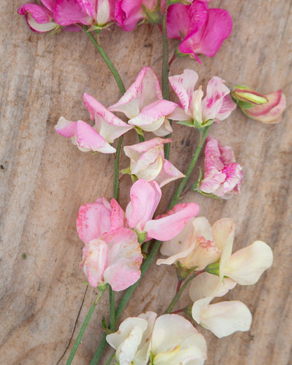 Sweet Pea Bix Mix