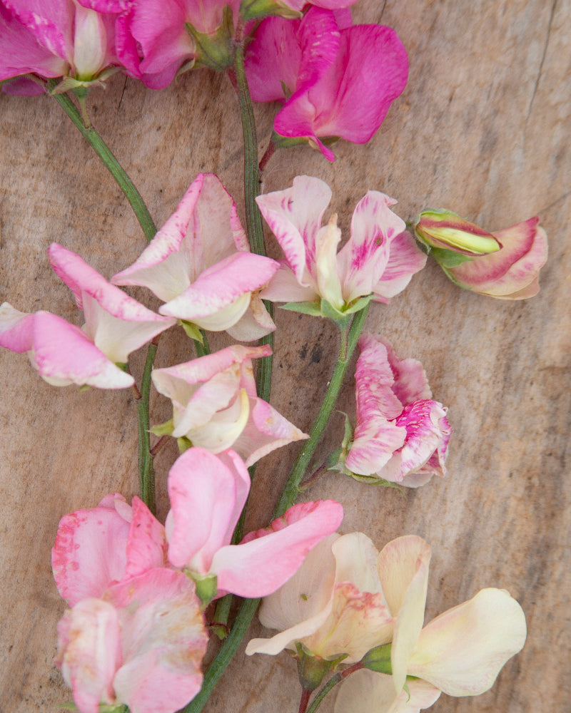 Sweet Pea Bix Mix