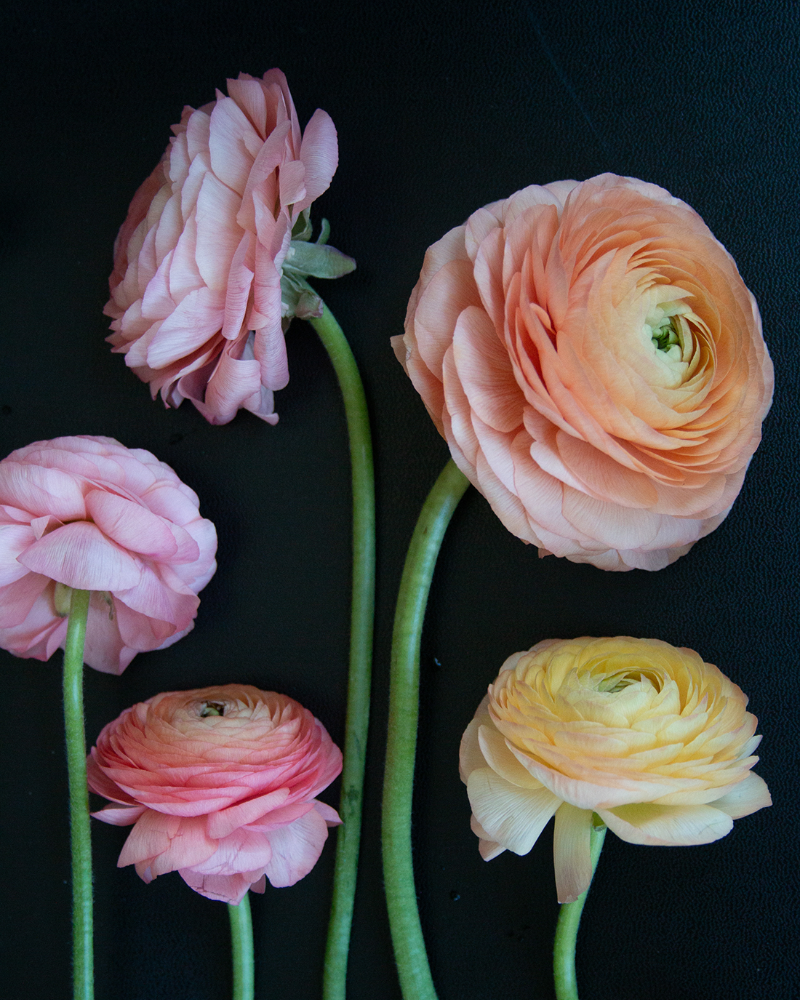 Ranunculus Dolce Amour Mix