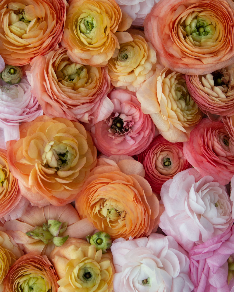 Ranunculus Dolce Amour Mix