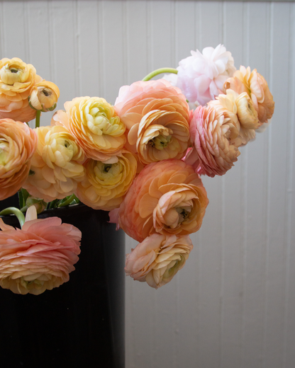 Ranunculus Dolce Amour Mix