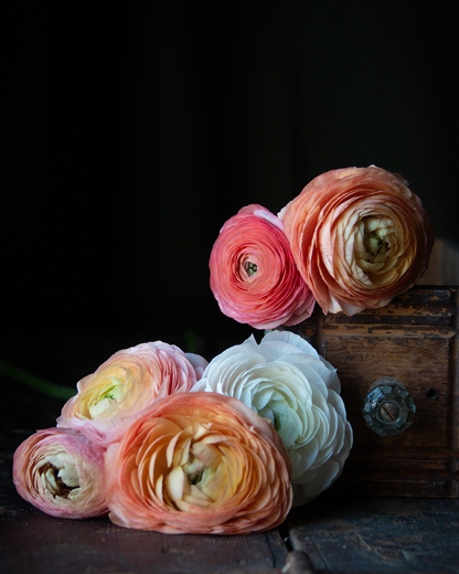 Ranunculus Dolce Amour Mix