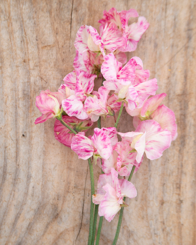 Sweet Pea Monarch's Diamond