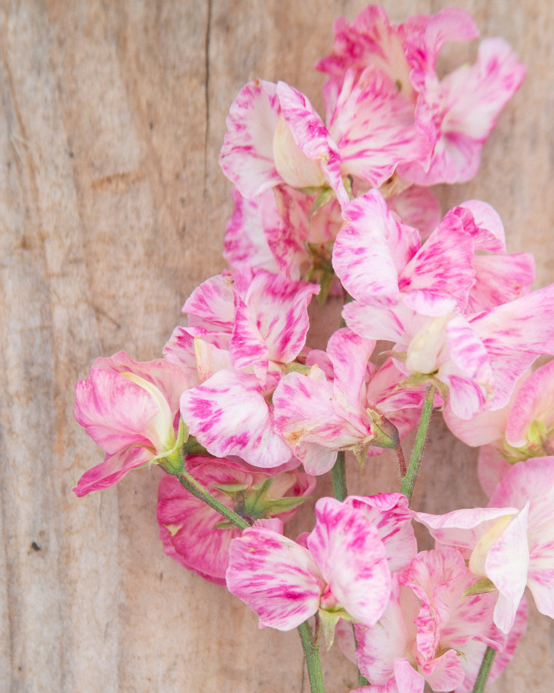 Sweet Pea Monarch's Diamond