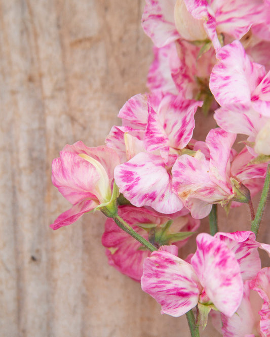 Sweet Pea Monarch's Diamond