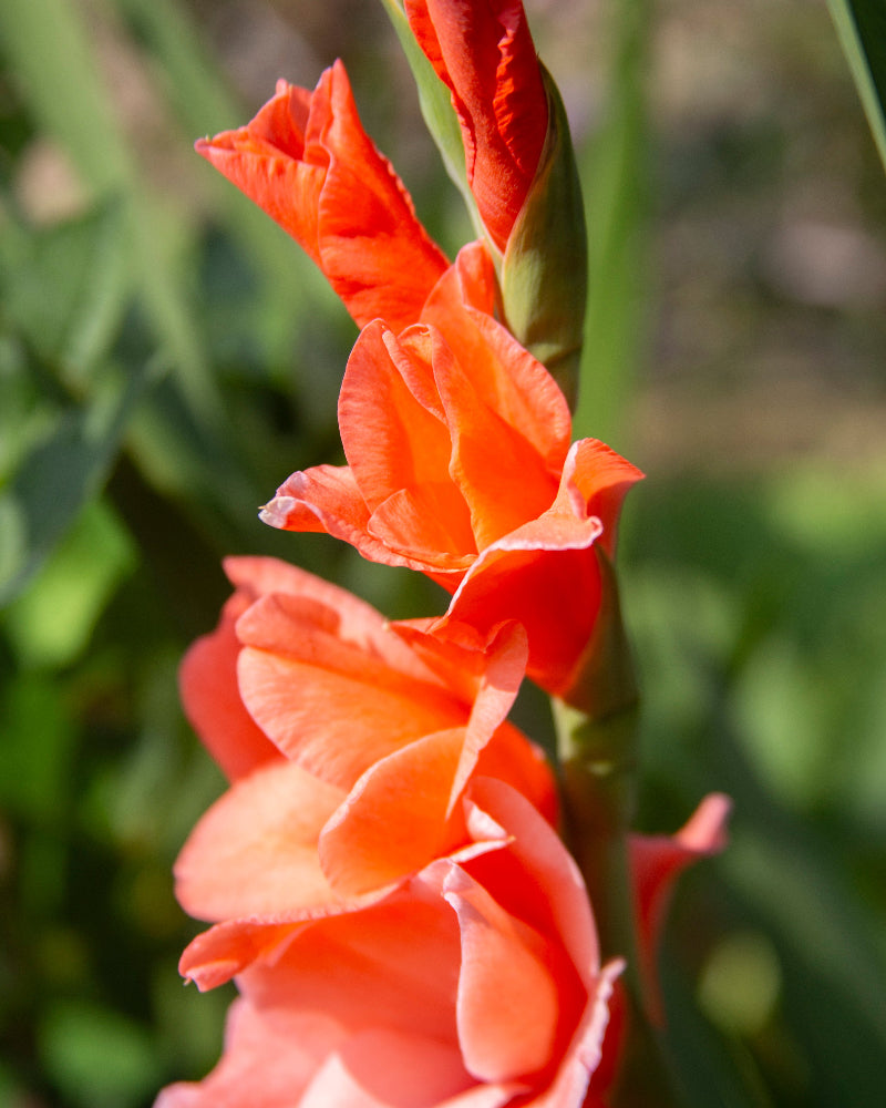 Gladiolus New Release