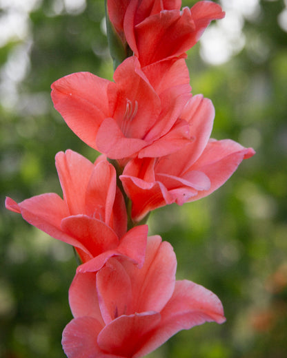 Gladiolus New Release