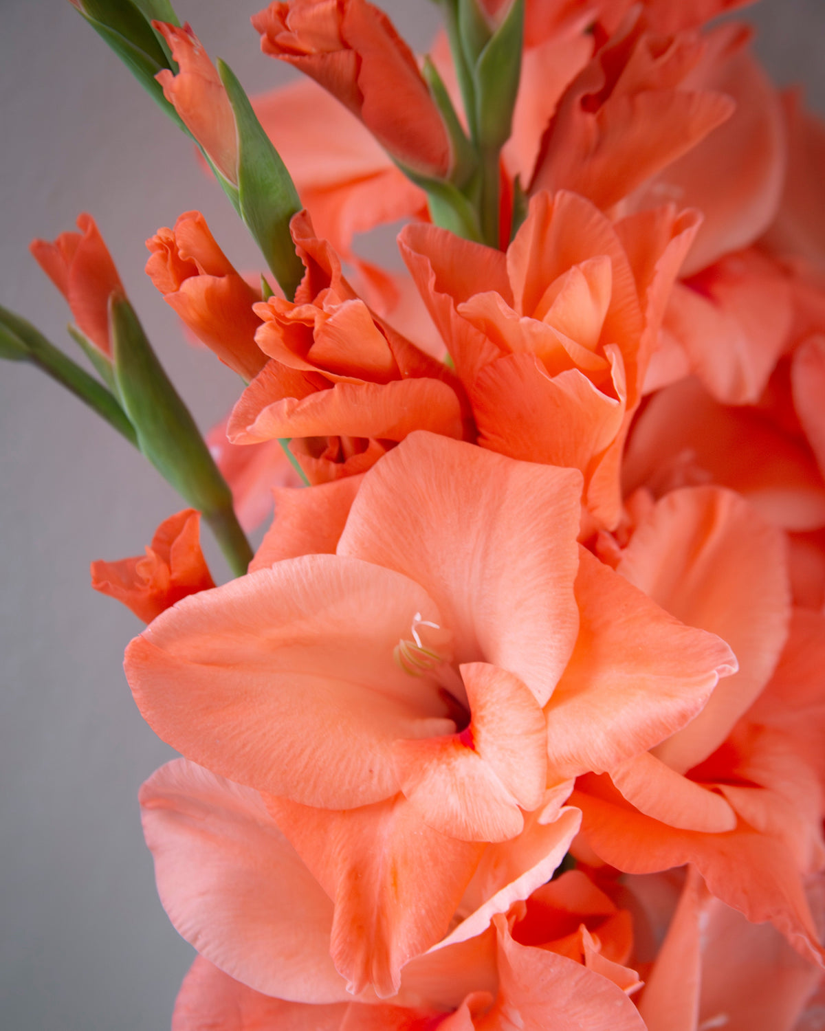 Close-up of a cluster of coral peach gladiolus flowers with green stems against a soft gray background.