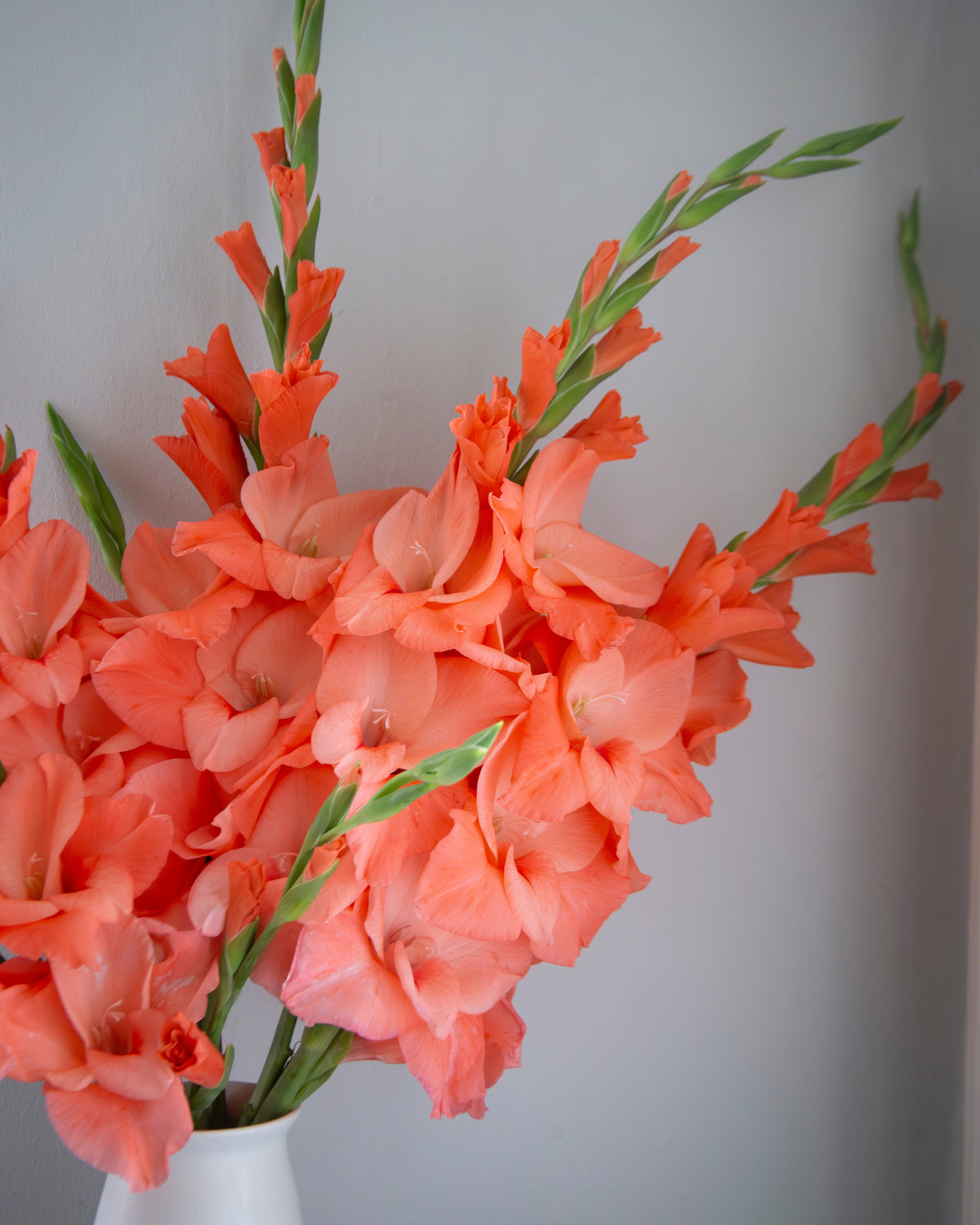 A bouquet of vibrant orange gladiolus flowers with green stems, arranged in a simple white ceramic vase against a neutral gray wall.