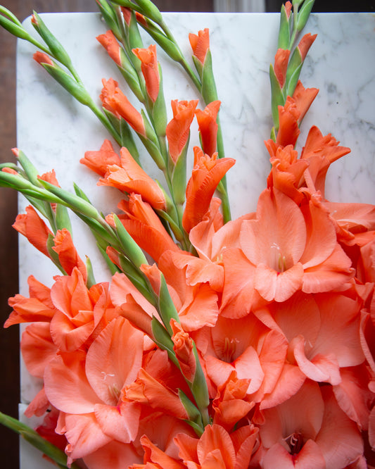 A close-up of a bouquet of orange gladiolus flowers with green stems, arranged on a white marble surface.
