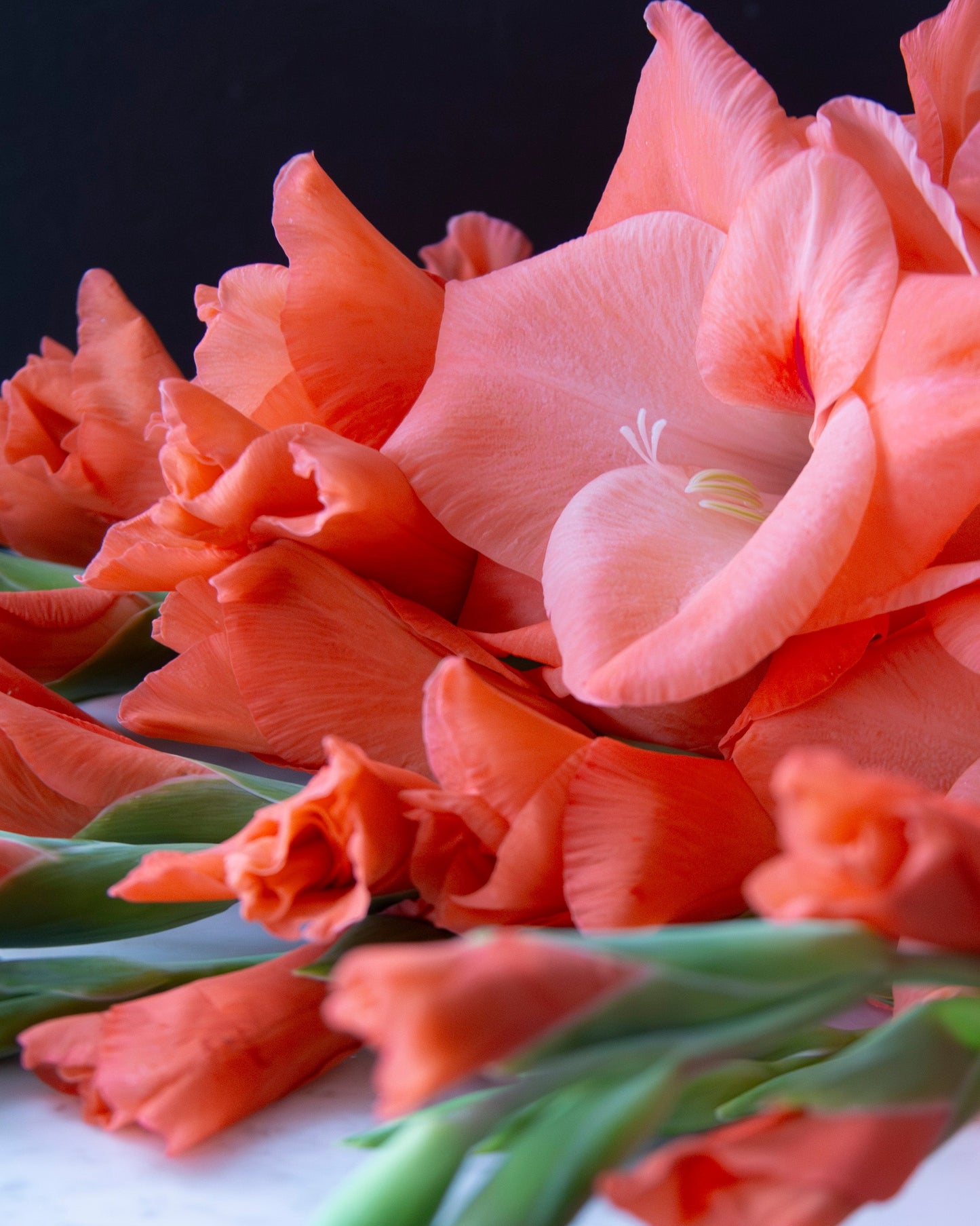 A close-up of coral peach gladiolus flowers with green stems against a dark background.