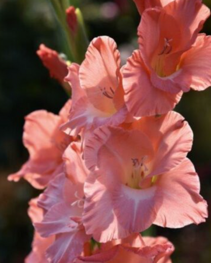 Gladiolus New Release