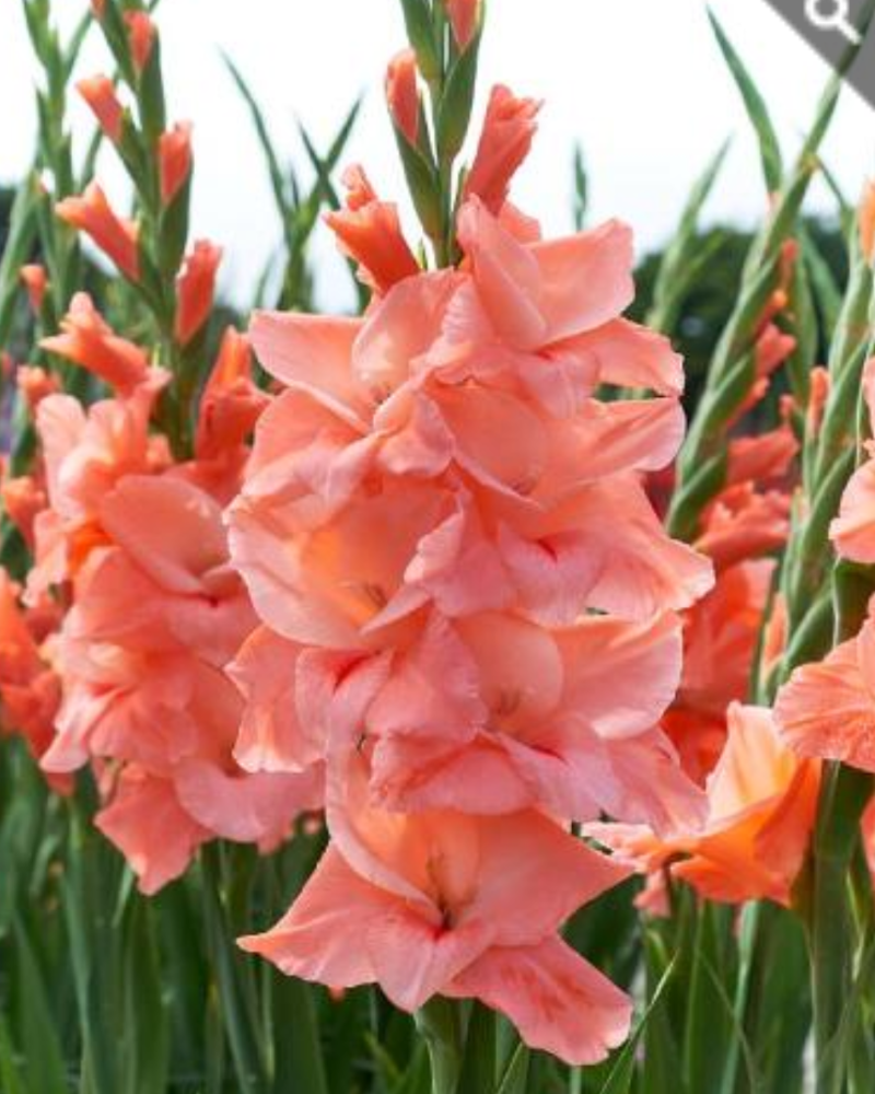 Gladiolus New Release