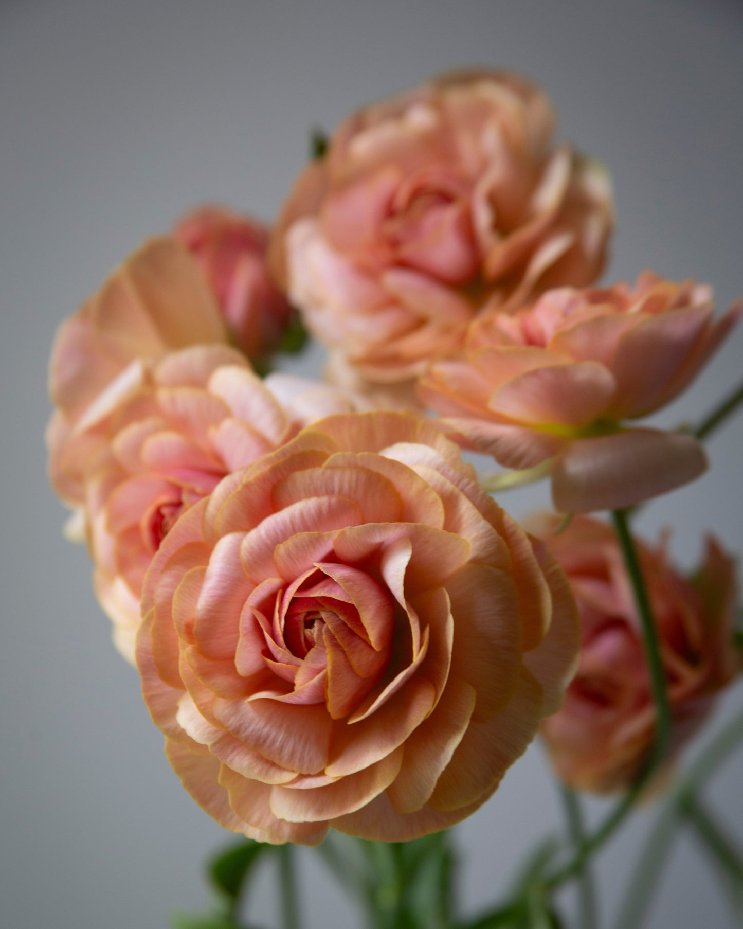 Ranunculus Nohant