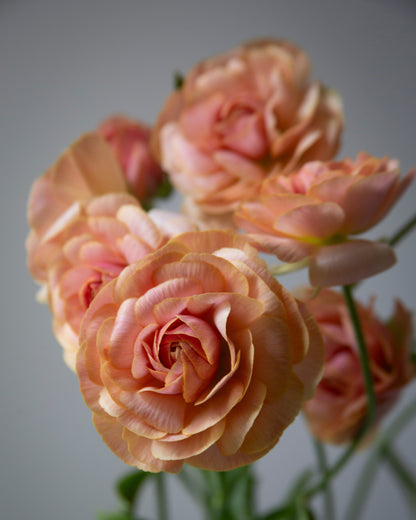 Ranunculus Nohant