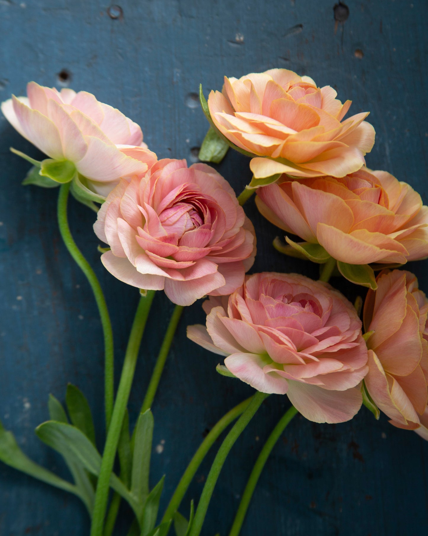 Pink and peach ranunculus with green stems on a dark blue background