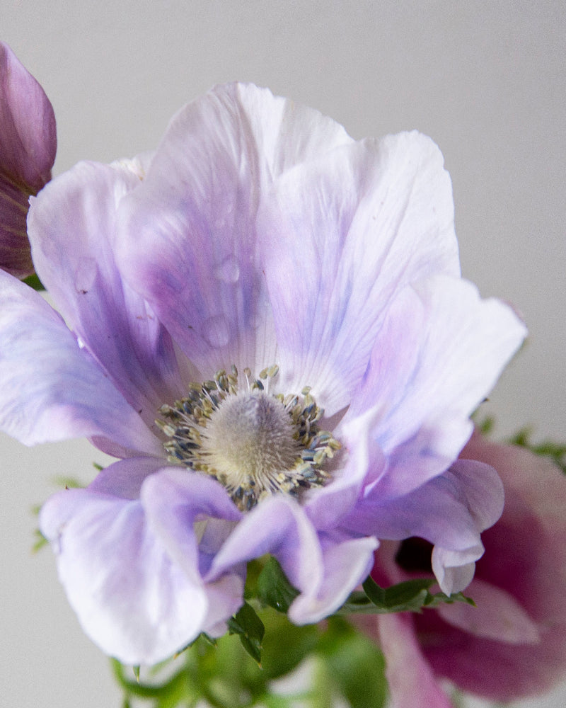 Anemone Pale