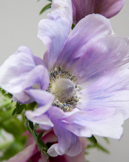 Anemone Pale