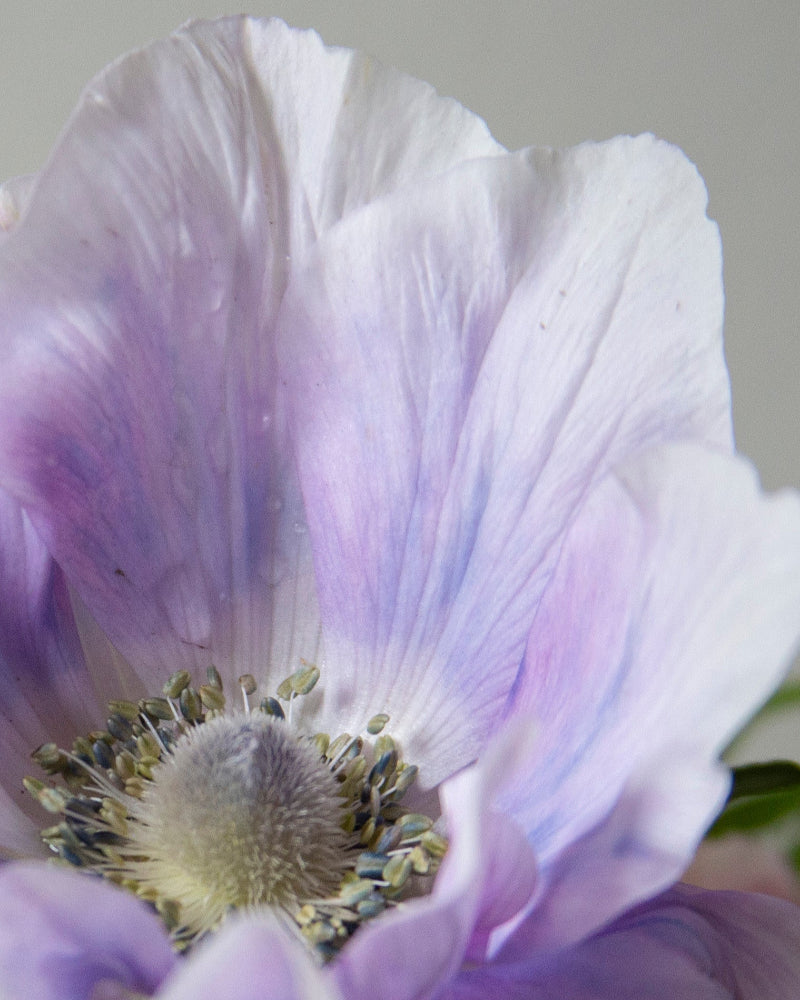 Anemone Pale