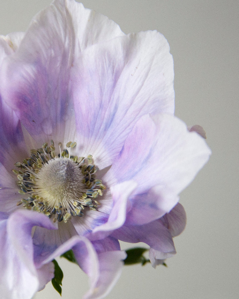 Anemone Pale