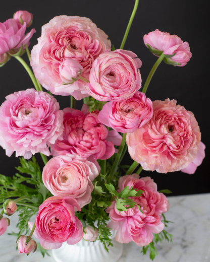 Ranunculus Pastello