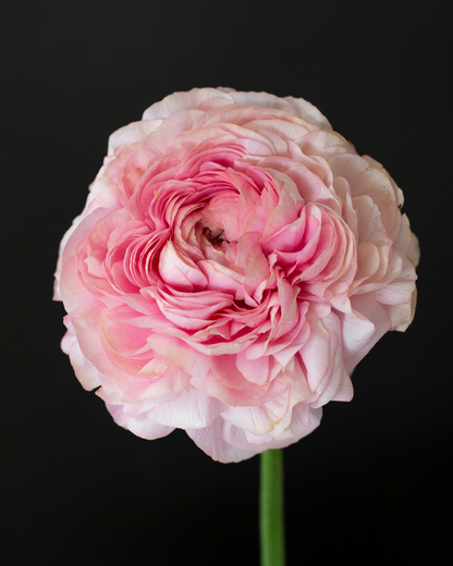 Ranunculus Pastello