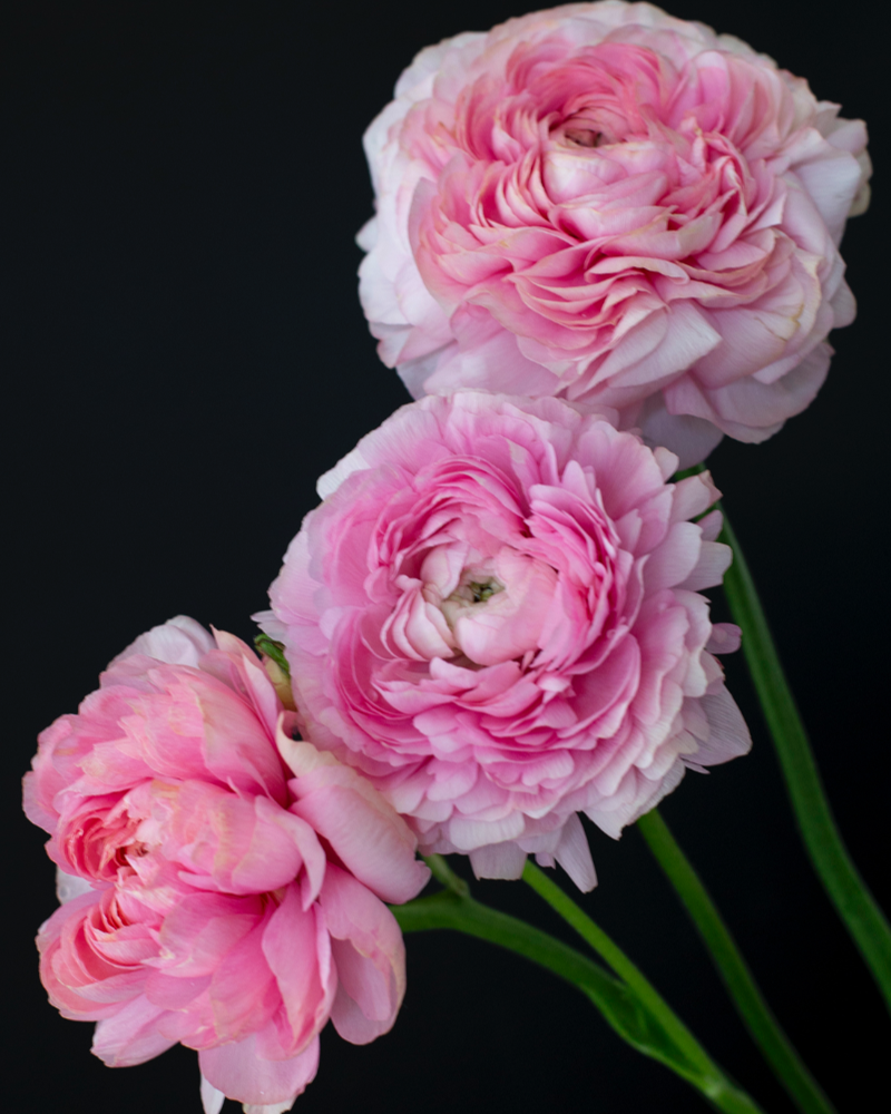 Ranunculus Pastello