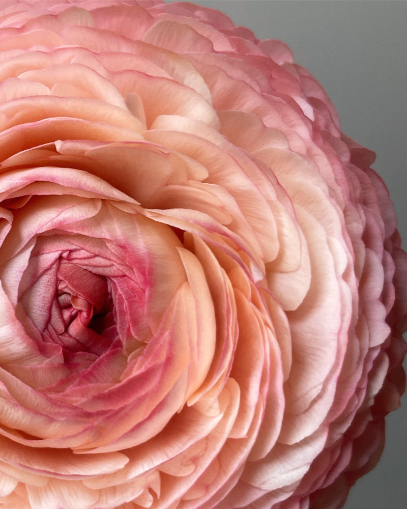 Macro lenses shot of ranunculus Salmone flower