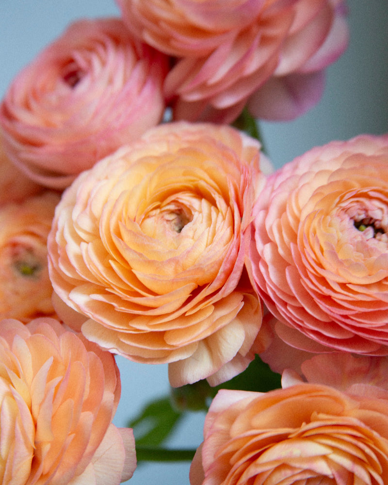 Peachy pink ranunculus flowers close up