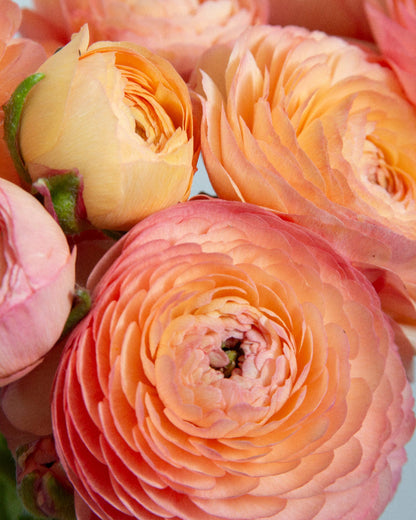 Peach, salmon, apricot, and cantaloupe colored ranunculus flowers