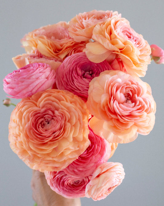 A bouquet of ranunculus flowers in shades of apricot, peach, pumpkin, melon, and grapefruit.