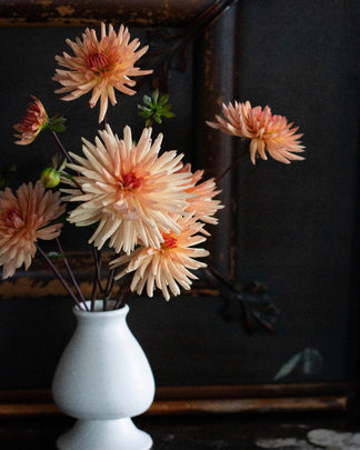 Peach Fuzz – The Dahlia House