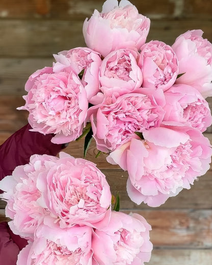 A close-up of a bouquet of large, blooming light pink Alertie peonies arranged against a rustic wooden background.