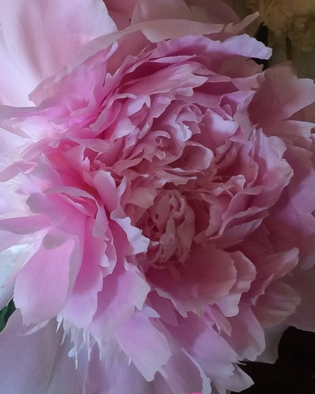 A close-up of a large pink Alertie peony flower with layered, ruffled petals filling the frame.