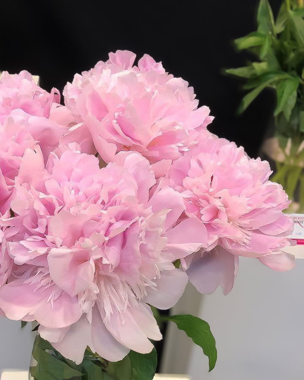 A close-up of a bouquet of light pink Alertie peony flowers with green leaves, set against a dark background with a hint of a green plant on the right.