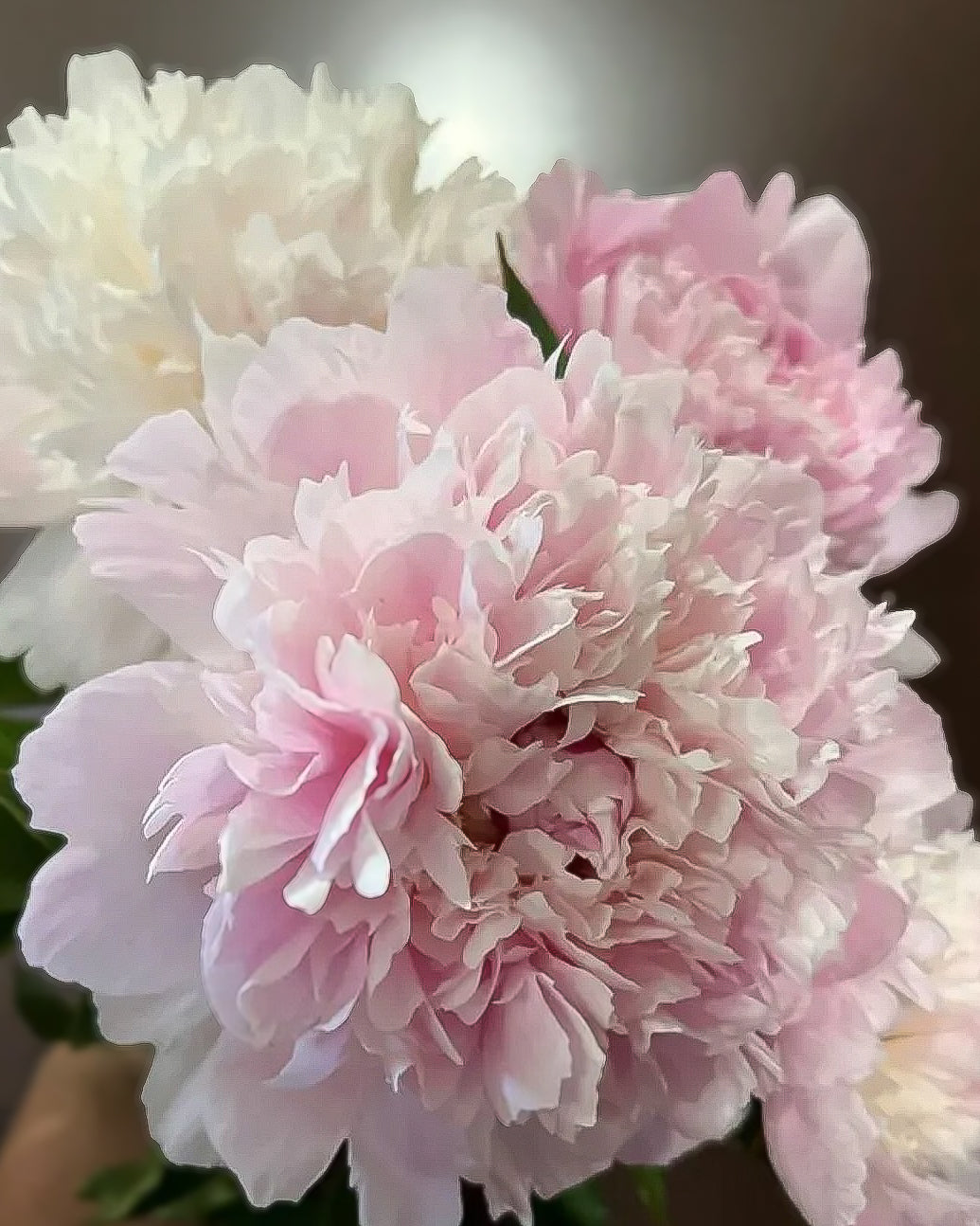 A close-up of a light pink Alertie peony flower with layered ruffled petals, with additional pale pink and creamy white flowers blurred in the background.