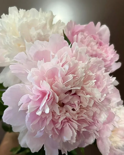 A close-up of a light pink Alertie peony flower with layered ruffled petals, with additional pale pink and creamy white flowers blurred in the background.