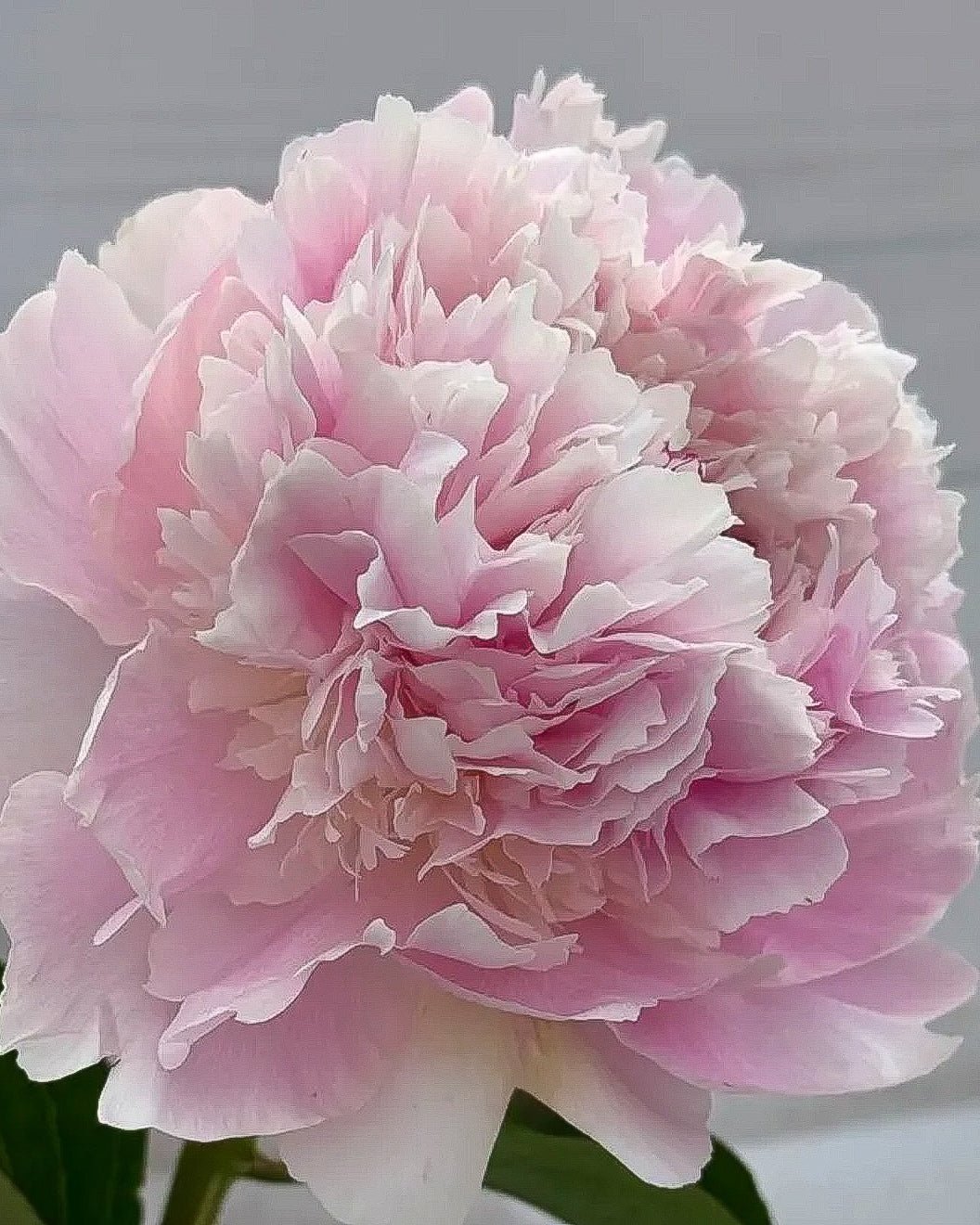 A close-up of a large light pink Alertie peony flower with layered ruffled petals and a soft white center, photographed against a pale gray background.