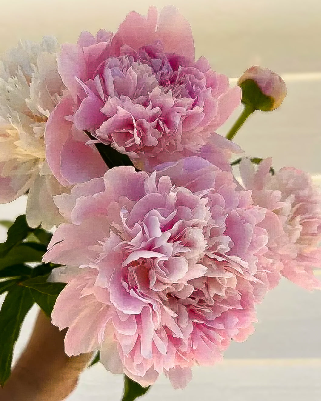 A close-up of large pink Alertie peony flowers with ruffled petals, green stems, and a small bud, photographed against a soft light background.
