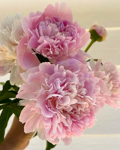 A close-up of large pink Alertie peony flowers with ruffled petals, green stems, and a small bud, photographed against a soft light background.