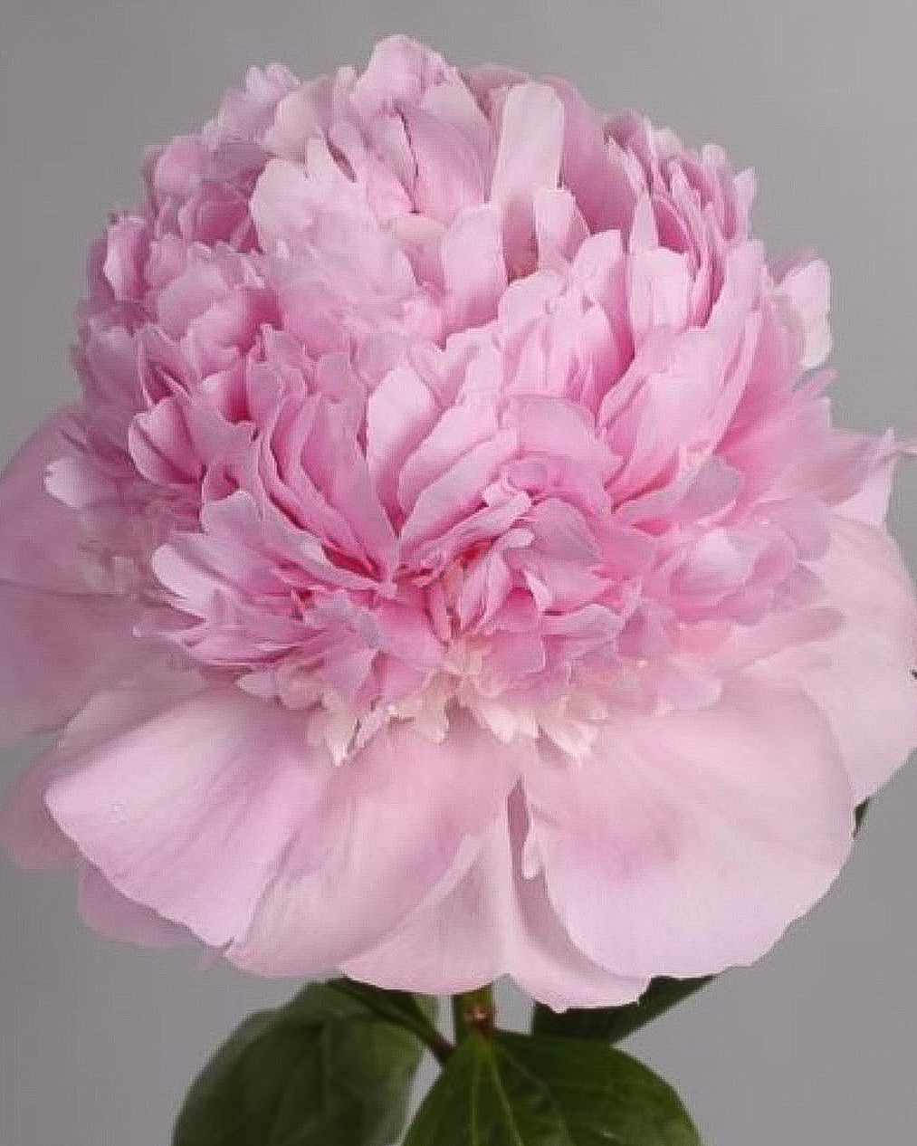 A close-up of a blooming pink Angel Cheeks peony flower with layered ruffled petals and dark green leaves against a plain gray background.