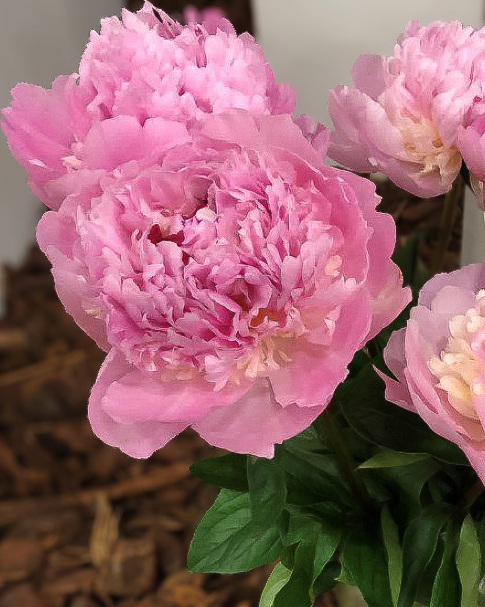 Close-up of a pink Angel Cheeks peony flower in full bloom with layered ruffled petals and green leaves, photographed against a softly blurred indoor background.