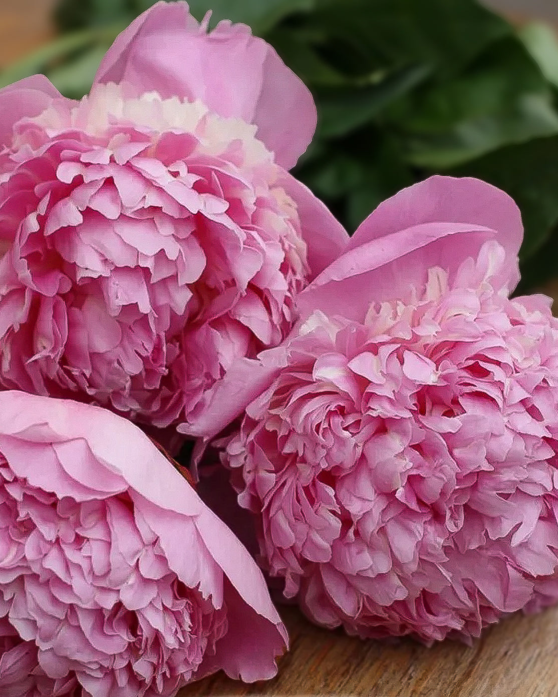 Three large pink Angel Cheeks peony flowers in full bloom with layered ruffled petals, photographed close up on a wooden surface with blurred green leaves in the background.