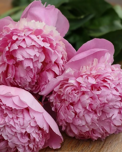 Three large pink Angel Cheeks peony flowers in full bloom with layered ruffled petals, photographed close up on a wooden surface with blurred green leaves in the background.