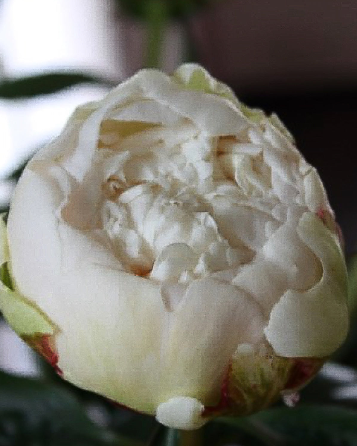 A close-up of a blooming white Bowl of Cream peony flower with layered creamy petals and subtle pale green and pinkish-red undertones near the base, set against a dark blurred background.