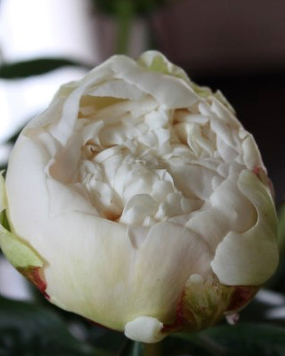 A close-up of a blooming white Bowl of Cream peony flower with layered creamy petals and subtle pale green and pinkish-red undertones near the base, set against a dark blurred background.